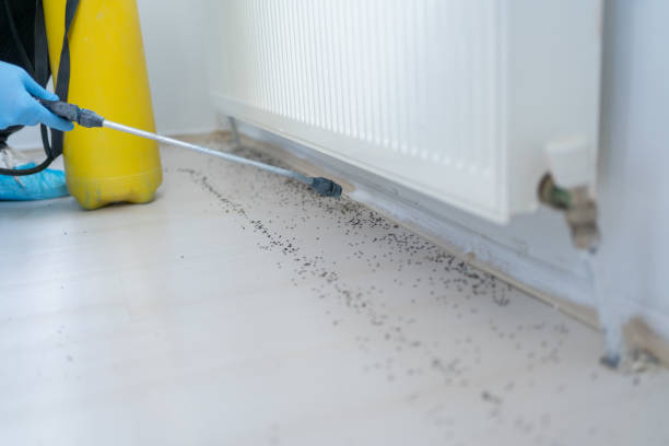 Best Local Pest Control Services  in Edgecliff Village, TX